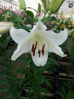 [3518 PO34 Villa Blanca No02.JPG]